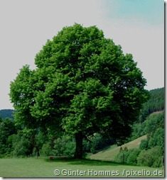 Die erste Liebe &ndash; Wihelm Busch